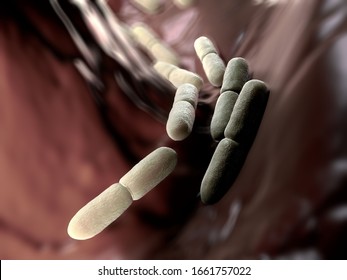 3d Illustration - Lactobacillus Bulgaricus Bacteria