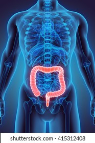 3D illustration of Large Intestine, Part of Digestive System.