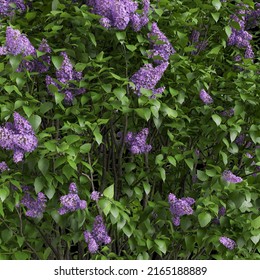 3d Illustration Of Lilac Flower Bush Background