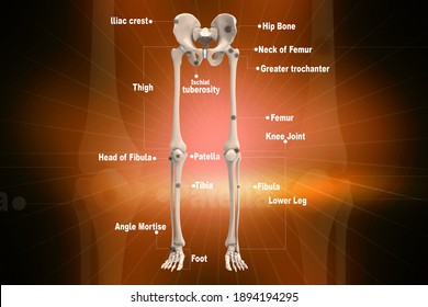 3d Illustration Lower Limb Anatomy