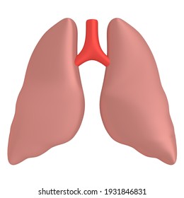 3D Illustration Of Lungs, Isolated On White.