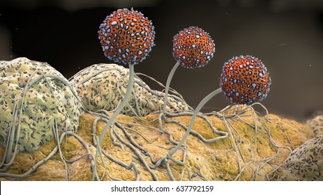 3d Illustration Of A Macro Shot Of Growing Mildew