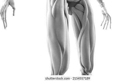 210 Vintage Illustration Back Muscle Anatomy Images, Stock Photos 