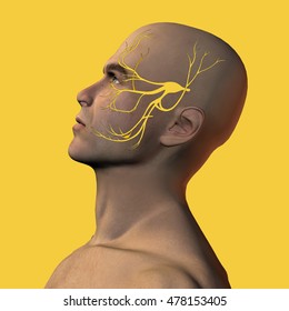 3D illustration of male face with trigeminal nerve 