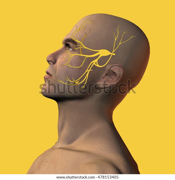 三叉神経を持つ男性の顔の3dイラスト のイラスト素材