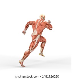 3D Illustration of a male figure with muscle maps isolated on white background