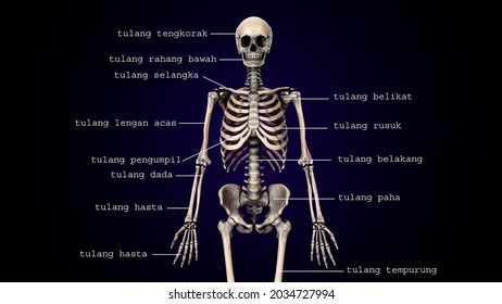 Human Bones Labeled Rib High Res Stock Images Shutterstock