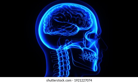 3d Illustration of a male human head, skull and the brain in X-ray