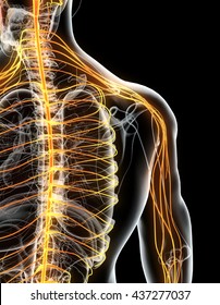 3D illustration male nervous system, medical concept.