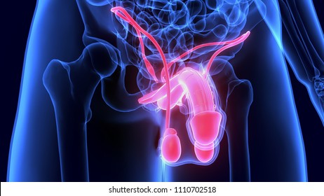 3D Illustration Of Male Reproductive System Anatomy
