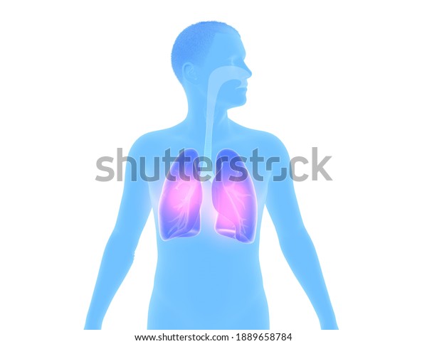 3d illustration of a man\'s silhouette\
in profile, showing the internal anatomy. Cropped image on white\
background with highlighted respiratory\
system.