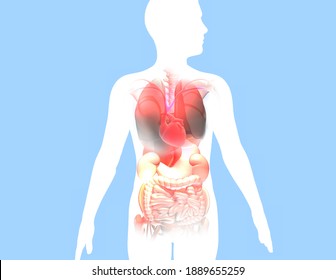 6 Illustration Showing A Man S Heart And Lung Images, Stock Photos ...