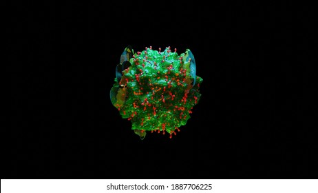 3d Illustration Of Mastocyte, Mast Cell, 3d Render