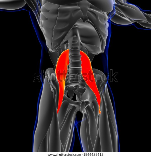 3d Illustration Muscle Soft Tissue Muscle Stock Illustration 1866628612 