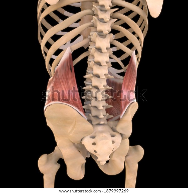 3d Illustration Muscle Soft Tissue Muscle Stock Illustration 1879997269 ...