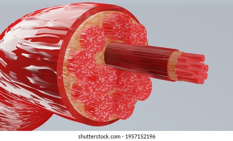 3d Illustration Of Muscle Type: Heart Muscle - Cross Section Through Muscle With Muscle Fibers Visible - 3D Rendering