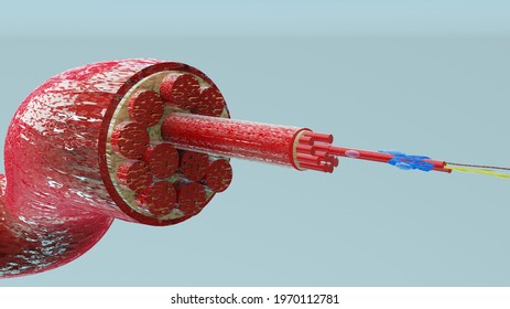 3d Illustration Of Muscle Type: Heart Muscle - Cross Section Through Muscle With Muscle Fibers Visible - 3D Rendering