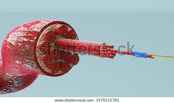 3d\
Illustration of Muscle Type: Heart muscle - cross section through\
muscle with muscle fibers visible - 3D\
Rendering