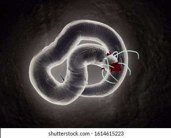 3d Illustration Of Nematode Worm