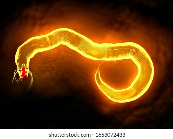 3d Illustration - Nematode Worm