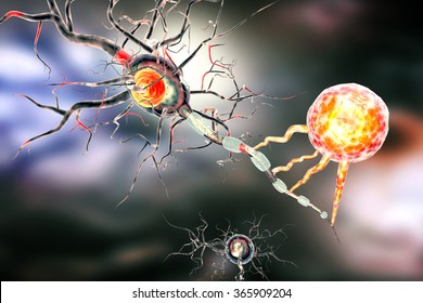 3d illustration of nerve cells, concept for Neurological Diseases, tumors and brain surgery. 
