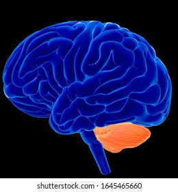 3d Illustration Nervous Human Brain Cerebellum