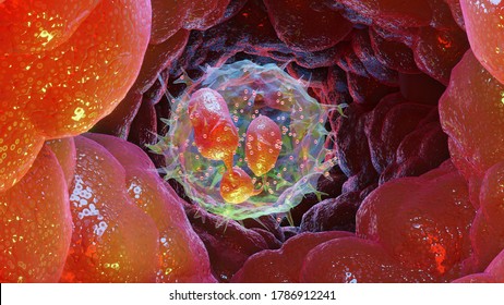 3d Illustration of Neutrophiles type Leukocyte cell, white blood cells, 3d  render