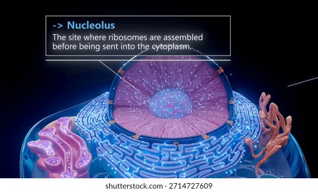 3D illustration of the nucleolus inside a cell nucleus