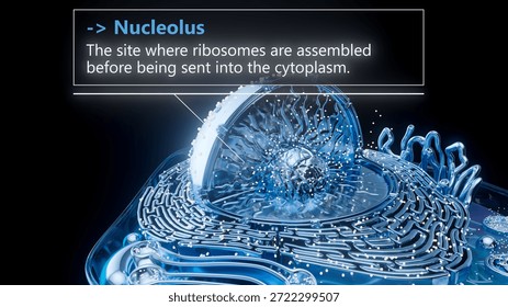 3D illustration of the nucleolus inside a cell nucleus