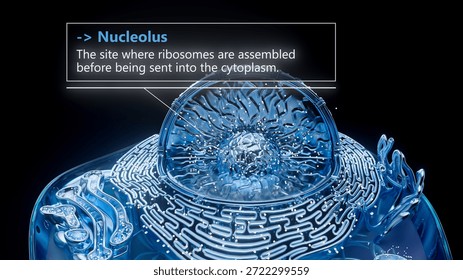 3D illustration of the nucleolus inside a cell nucleus