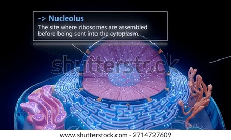 3D illustration of the nucleolus inside a cell nucleus