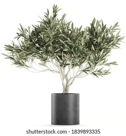 3D illustration of Olive tree in a black pot isolated on white background 