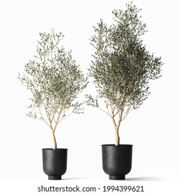 3D illustration of olive tree in a black flowerpot isolated on white background 