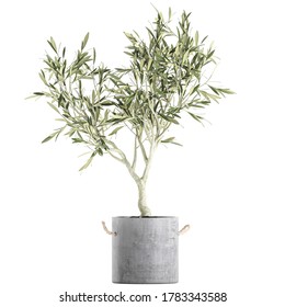 3D illustration of Olive tree in a pot isolated on white background 