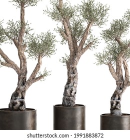 3D illustration of Olive tree in a rusty flowerpot isolated on white background 