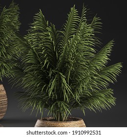 3D illustration of palm tree in a  basket isolated on black background