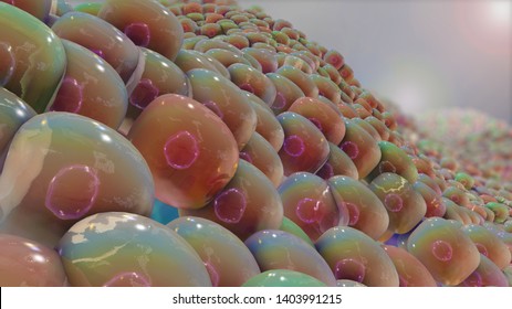 3D Illustration Pancreatic Cells With Different Cell Types As Different Colors