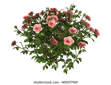 3D Illustration Of A Pink Rose Bush Isolated On White Background