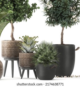  3D Illustration Plants In Pots Banana Lemon Tree 