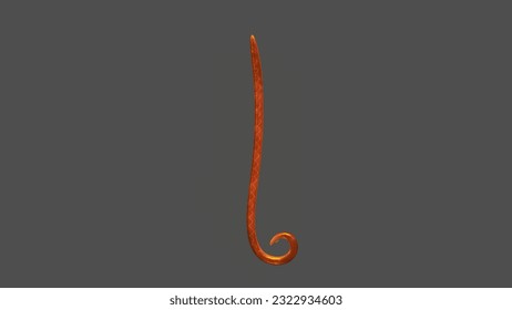 3d Illustration of Pseudocoelomates (Aschelminth) isolated in background 3d rendered