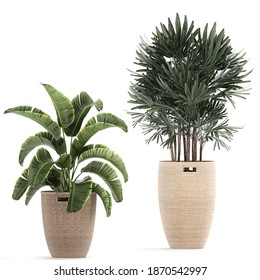 3d Illustration Raphis Palm In Rattan Pot