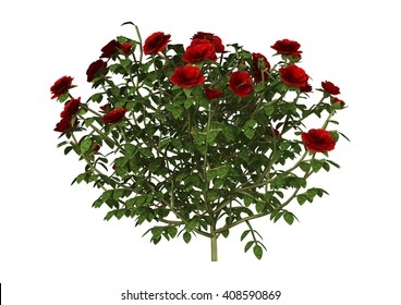 3D Illustration Of A Red Rose Bush Isolated On White Background