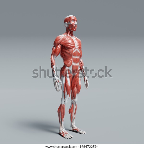 3d Illustration Render Anatomy Human Body Stock Illustration 1964722594 ...