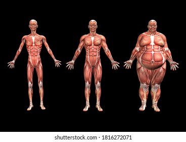 3D illustration, 3D rendering, Figures of men, Underweight man
Normal weight man, Overweight man. Men illustration in lean, normal and overweight state for human anatomy books and magazines
