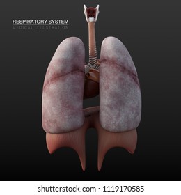 3d Illustration Respiratory System Stock Illustration 1119170585 ...