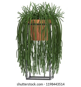 3d Illustration Rhipsalis In Pot