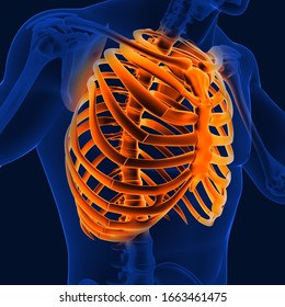 3D Illustration Rib Or Thoracic Cage Human Skeleton Medical Concept