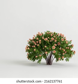 3d Illustration Of Rose Bush Isolated On White Background