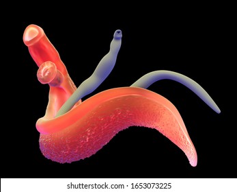 3d Illustration - Schistosoma Adult Haematobium Or Adult Mansoni