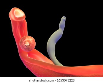 3d Illustration - Schistosoma Adult Haematobium Or Adult Mansoni